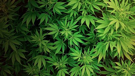 live weed wallpapers|live weed wallpaper for desktop.